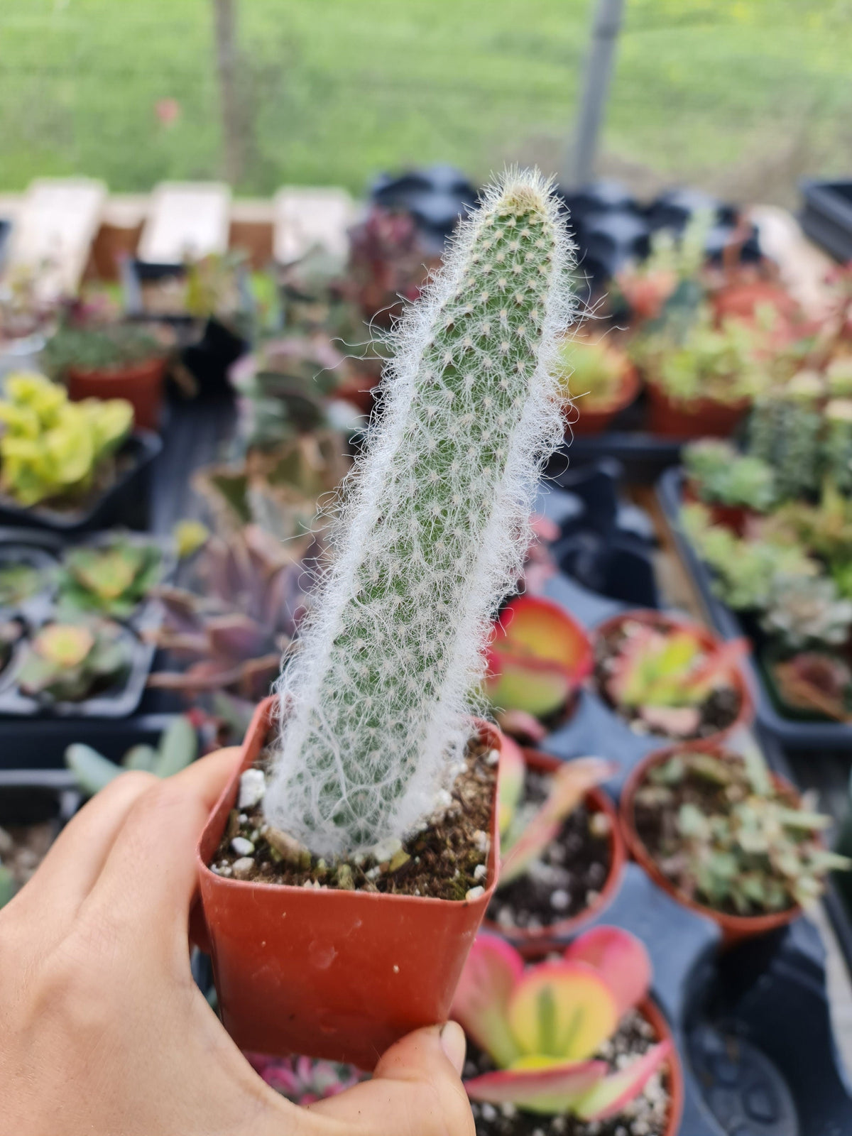 [Series] Opuntia Succulents – 2" Pots (5 Varieties)