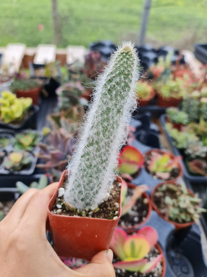 [Series] Opuntia Succulents – 2" Pots (5 Varieties)