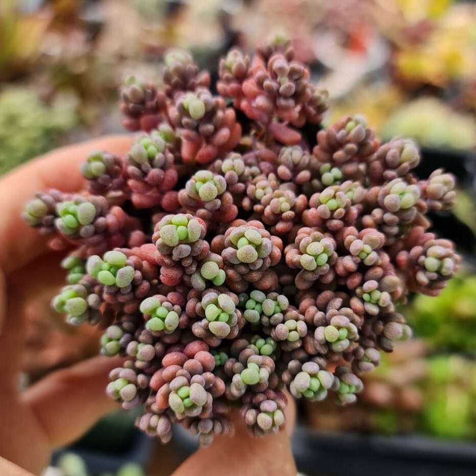 2"pot succulents Sedum Dasyphyllum Minor
