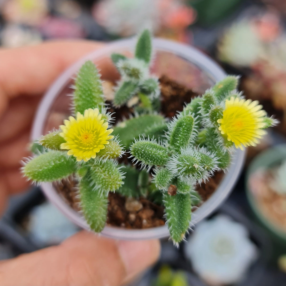 2"pot Live Delosperma echinatum - Pickle Plant