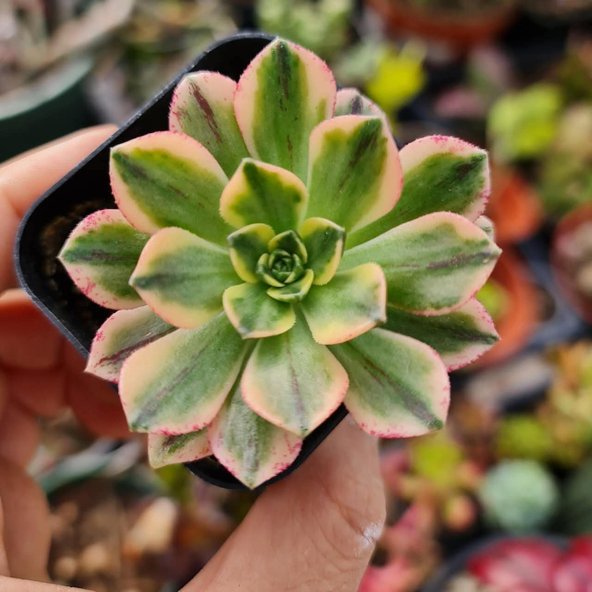 [Series] Aeonium Succulents – 2" Pots (5 Varieties)
