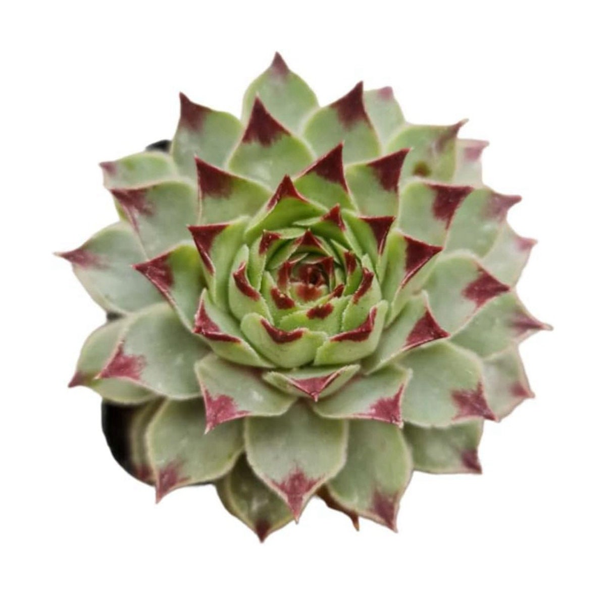 2"pot 4”pot Succulent Plants Sempervivum Calcareum