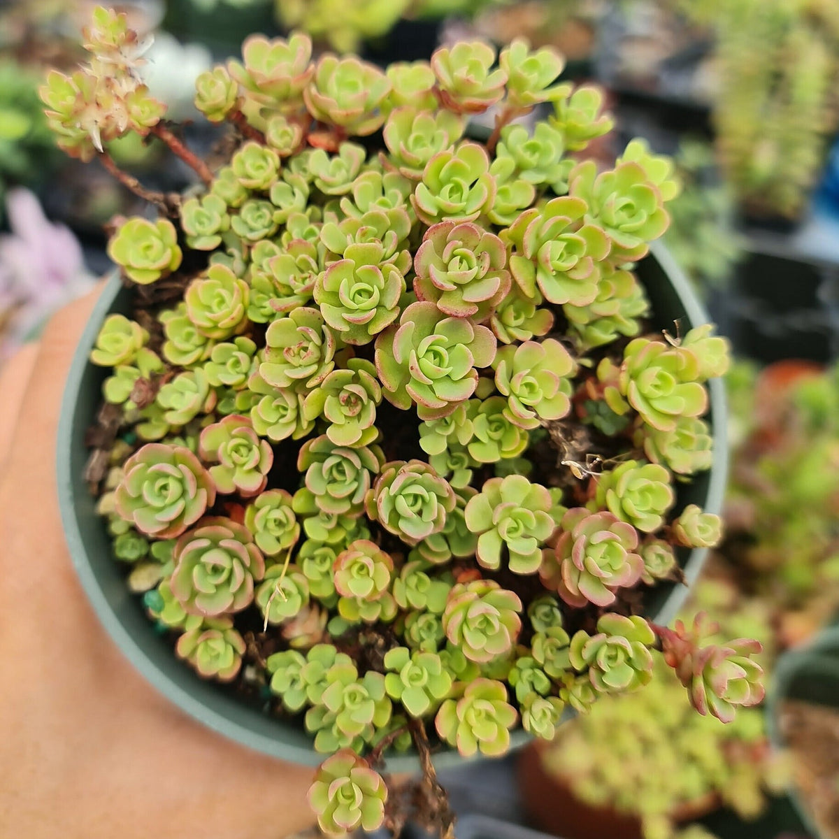 4"pot succulent Plants Sedum Nevii ‘Pink Form’