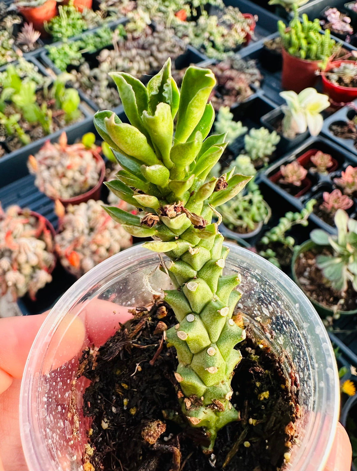 [Series] Euphorbia Succulents – 2" Pots (5 Varieties)