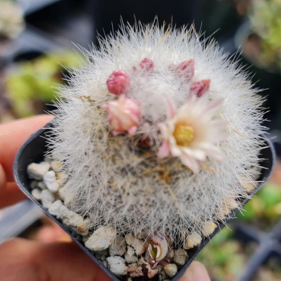 [Series] Mammillaria Succulents – 2" Pots (6 Varieties)