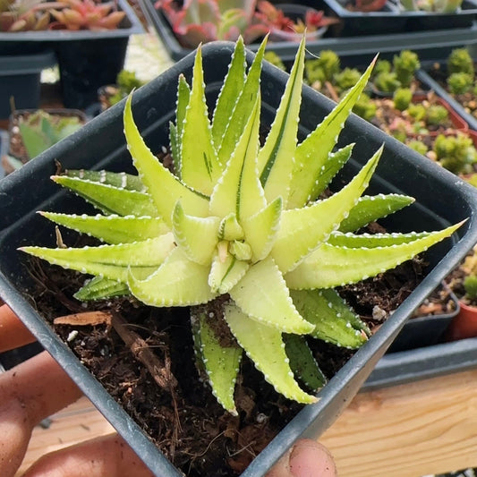 2"pot Succulent Plants Haworthia Faciata Variegated