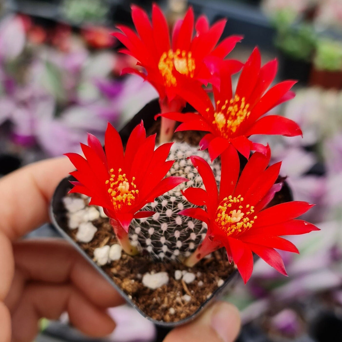 2"pot 4"pot Rebutia Krainziana - Red flowers