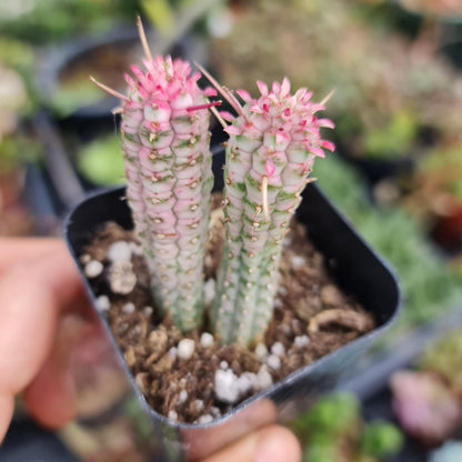 [Series] Euphorbia Succulents – 2" Pots (5 Varieties)