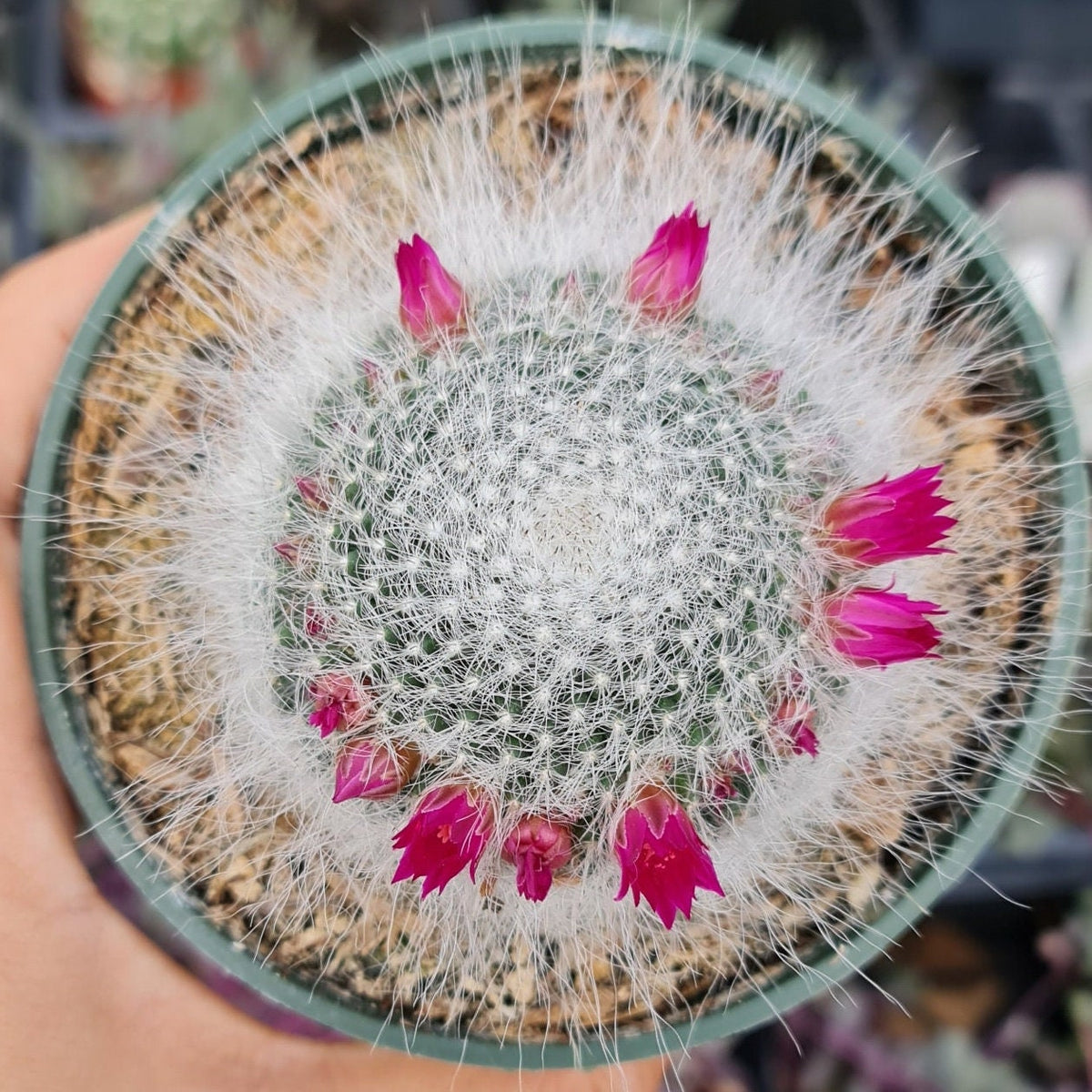 [Series] Mammillaria Succulents – 2" Pots (6 Varieties)