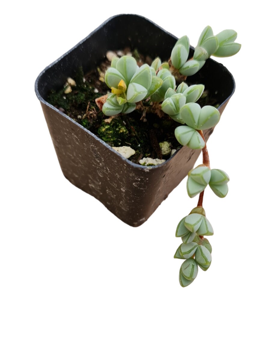 Rare succulent 2” pot Succulent plants Echinus maximilianus