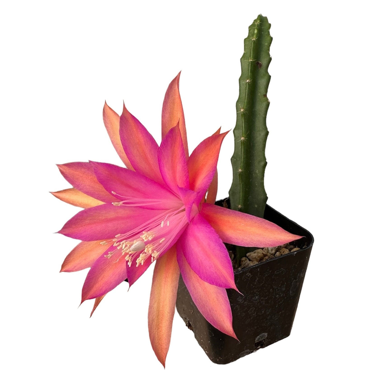 No root cuttings/2"pot 4"pot  Cactus Aporophyllum Edna Bellamy