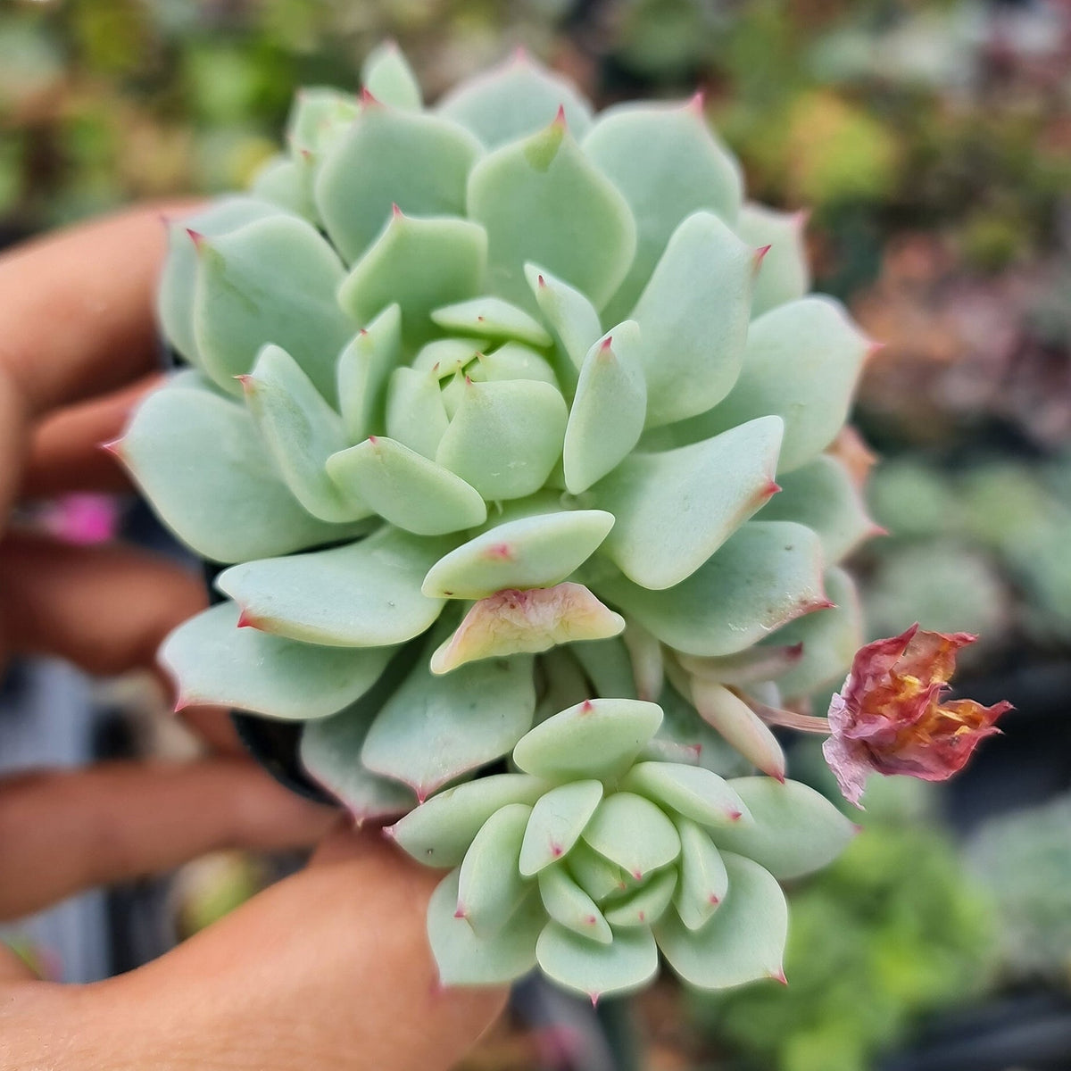 [Series] Echeveria Succulents – 2" Pots (14 Varieties)