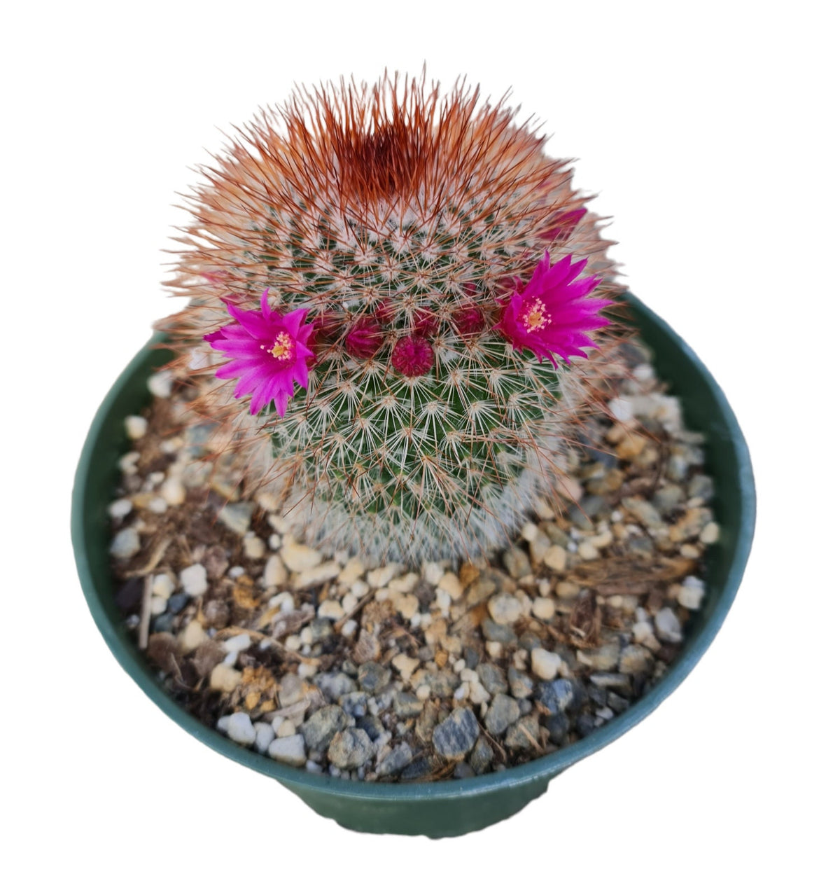 4"pot Live cactus plant Mammillaria Spinosissima Cactus