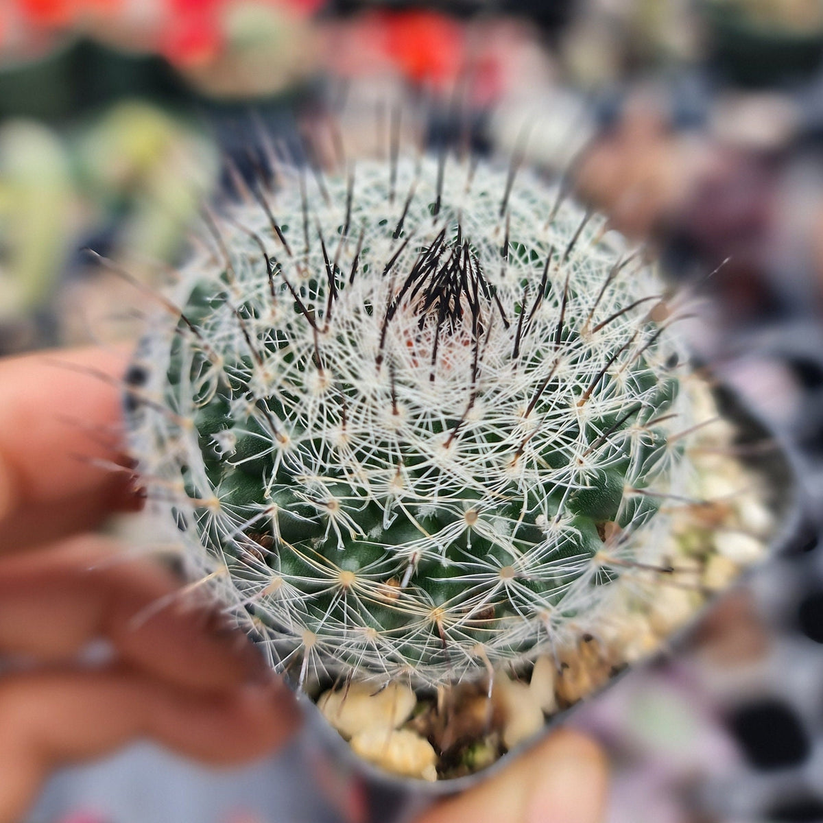2"pot 4"pot Mammilaria Ritteriana