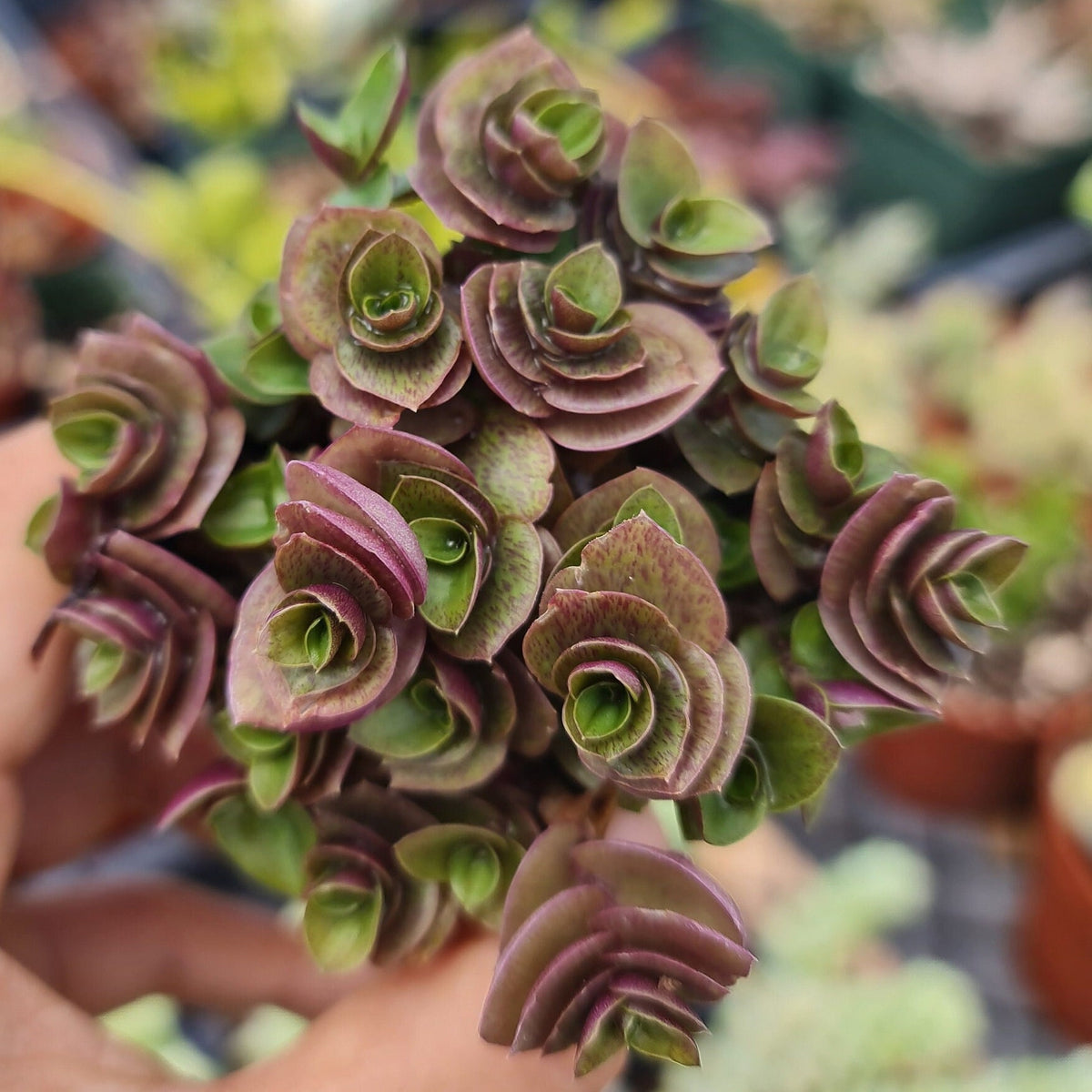 2"pot Live Wandering Jew plant Callisia Repens Turtle Vine