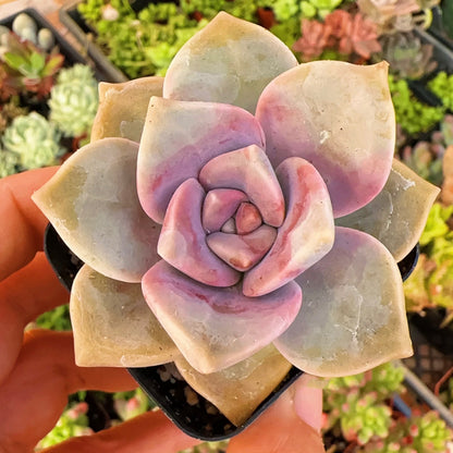 2”pot 4”pot Graptopetalum Purple Delight
