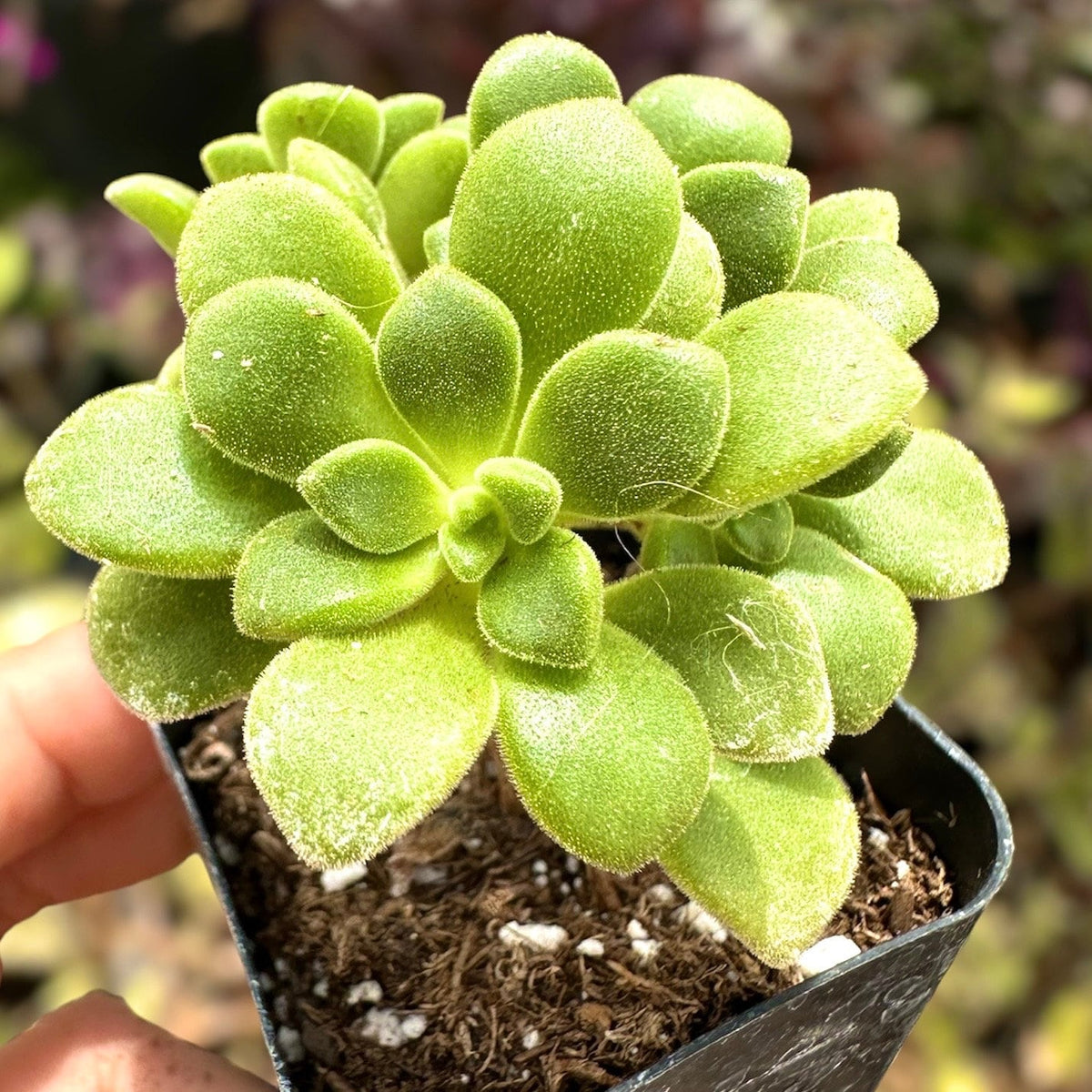 2"pot Live Succulent plant Aeonium Lilypad