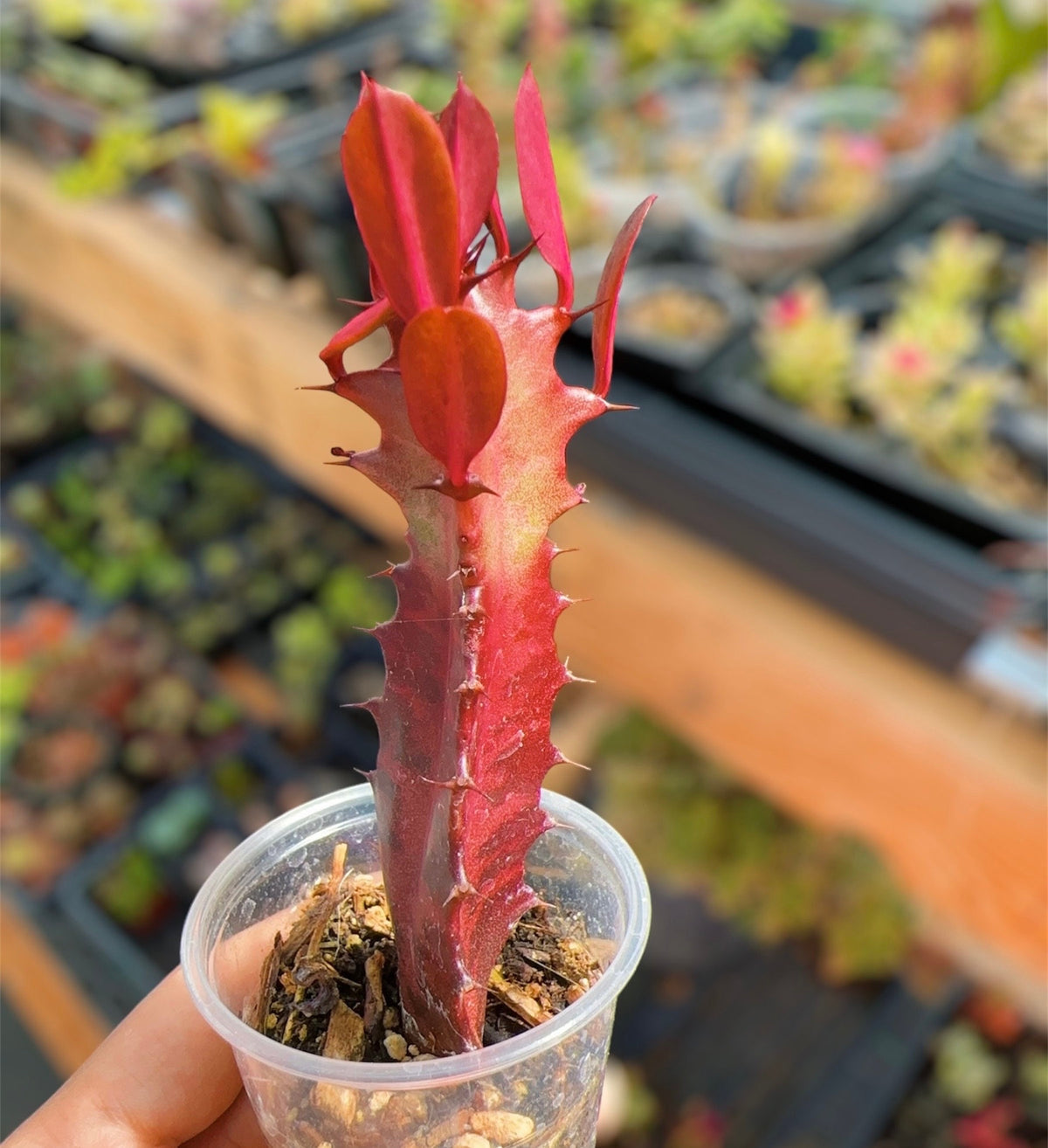Red 2"pot  Euphorbia Trigona Rubra / African milk tree