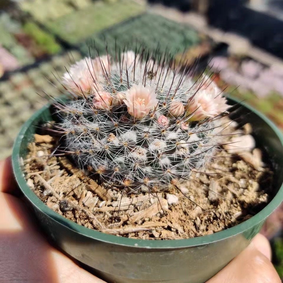 2"pot 4"pot Mammilaria Ritteriana