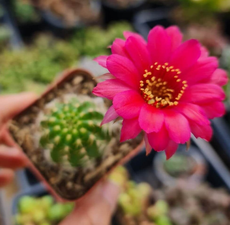 2"pot Live cactus Chamaelobivia 'Rose Quartz' Peanut Cactus