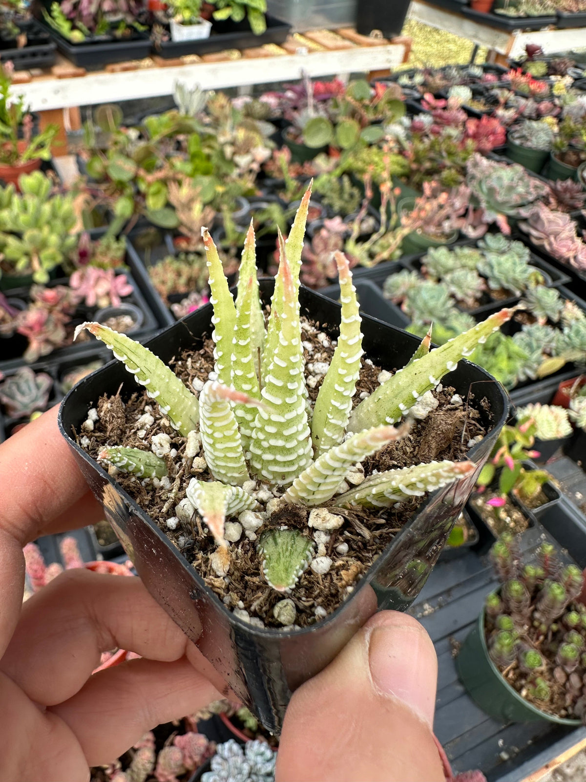 2”pot Succulent Plants Haworthia Faciata Variegated