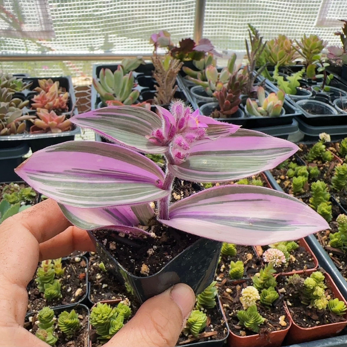 2"pot Live Rare  Houseplant Indoor Plant Wandering Jew Tradescantia 'Pink Furry'