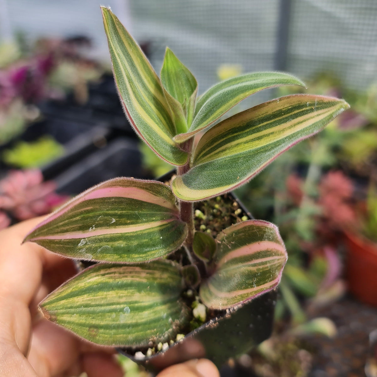 2"pot Live Rare  Houseplant Indoor Plant Wandering Jew Tradescantia variegated baby bunny