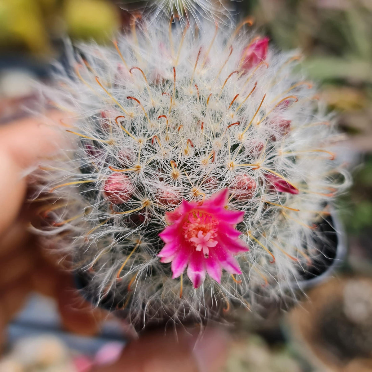 2"pot Cactus Plants Mammillaria Bocasana