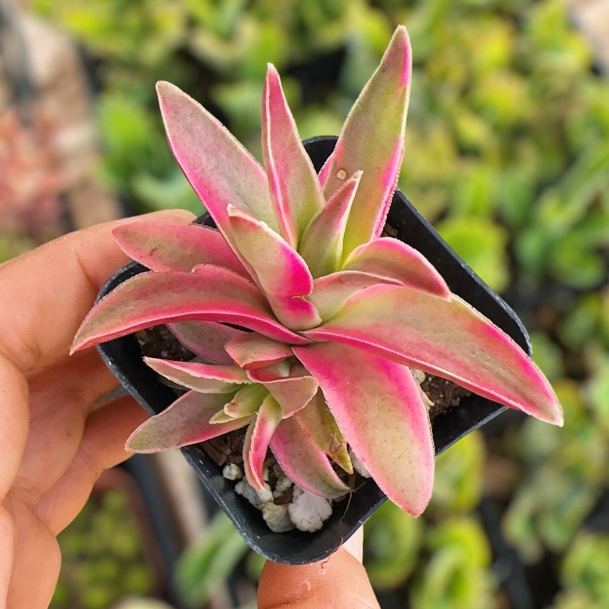 2"pot Live Succulent plant Crassula Red Pagoda Variegated