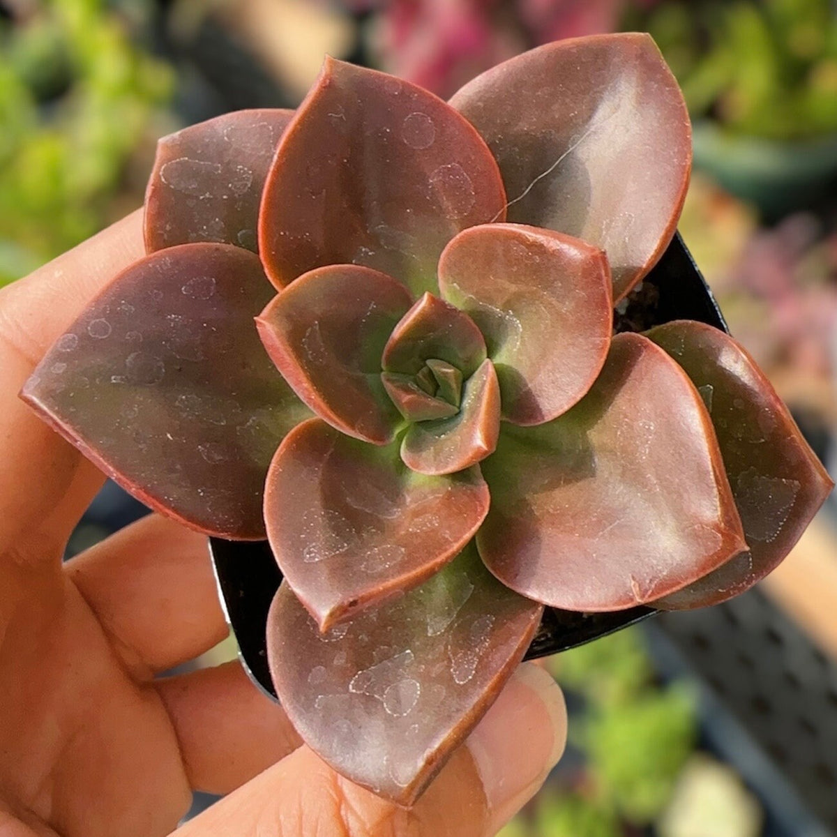 2” pot 4"pot succulents Plants Echeveria Melaco