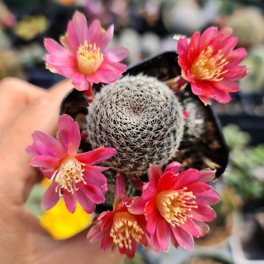 [Series] Rebutia Succulents – 2" Pots (6 Varieties)