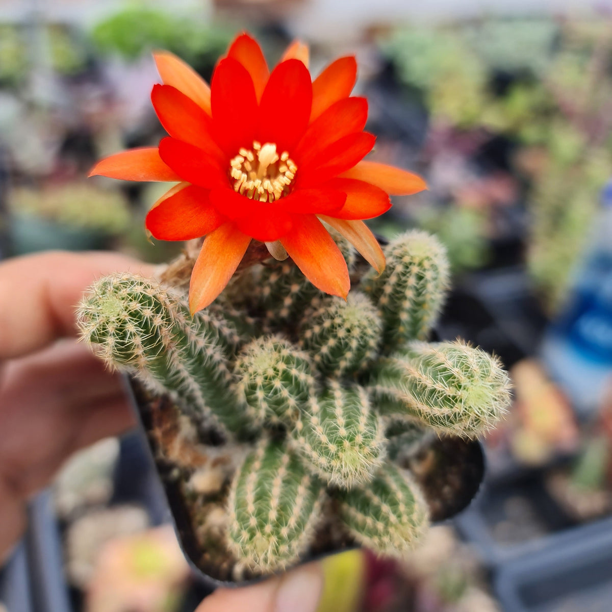 2"pot Peanut Cactus