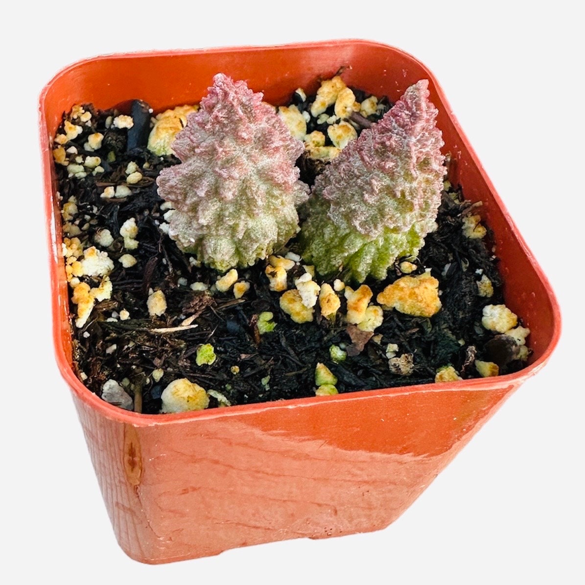 2"pot Rare Live plants Adromischus herrei