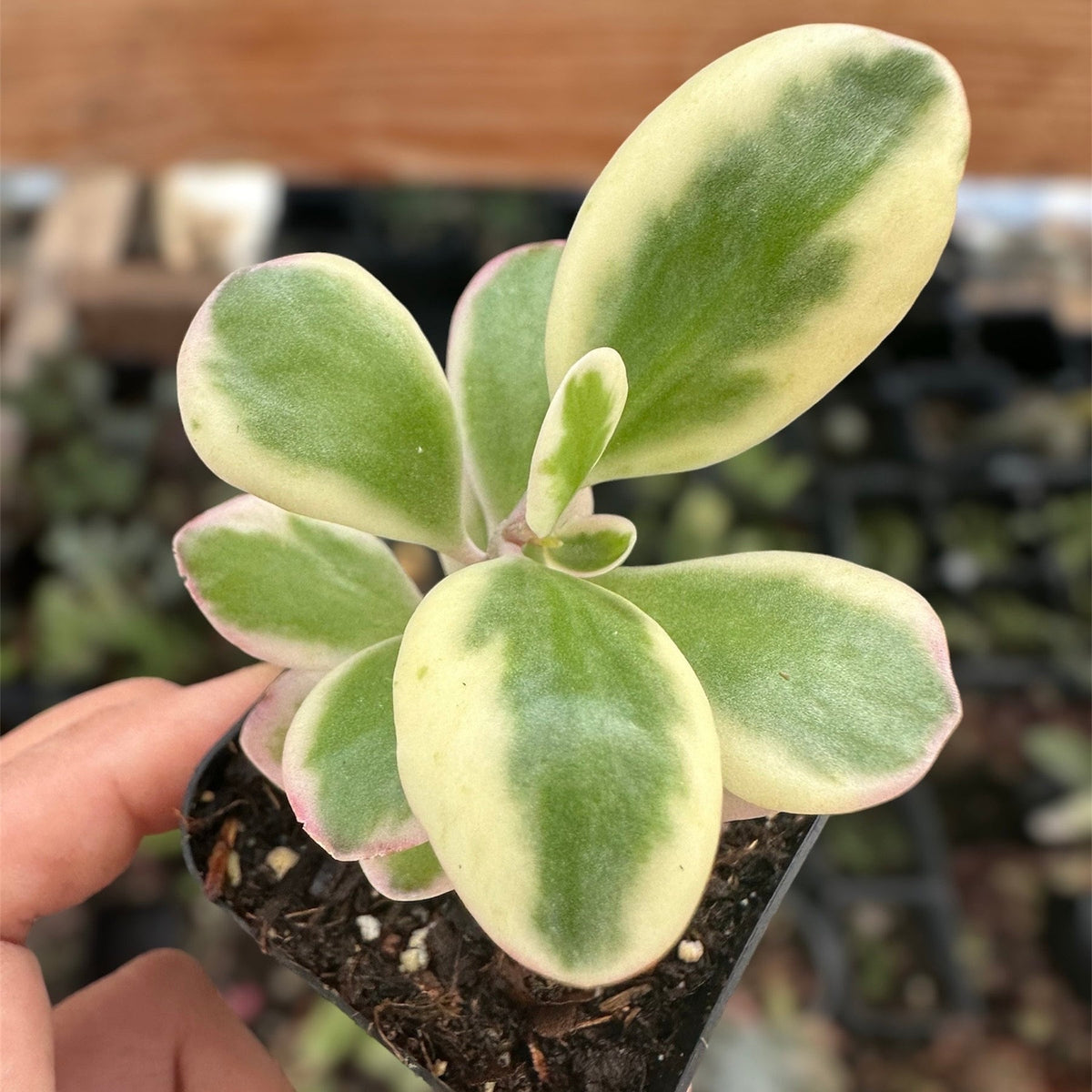 2"pot Kalanchoe fedtschenkoi 'Aurora Borealis'