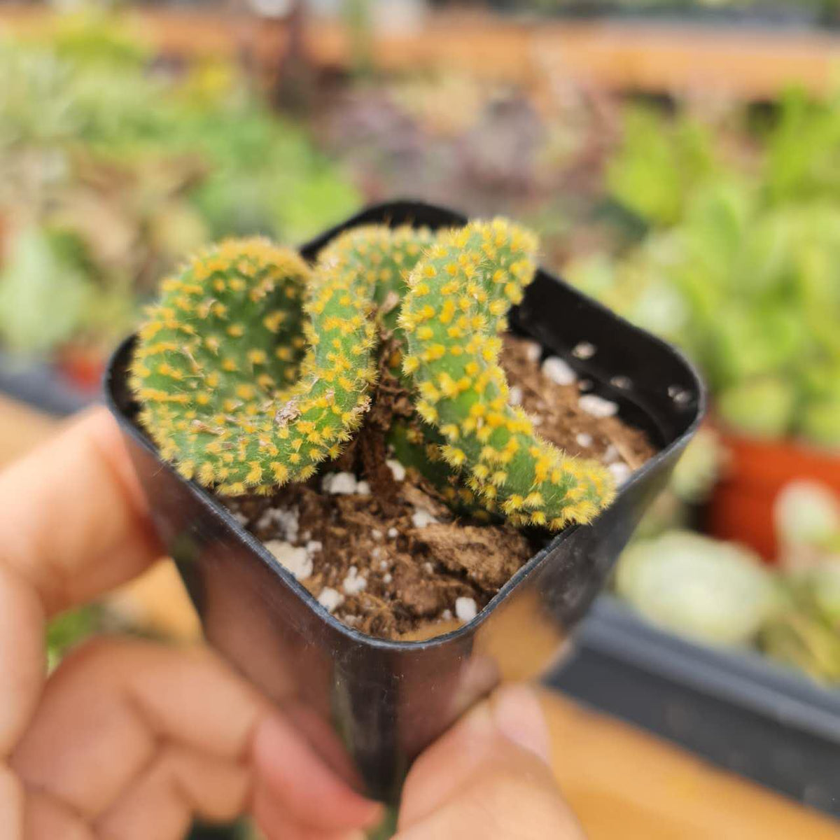 2"pot Crazy Bunny Ears, Opuntia Microdasys Monstrose