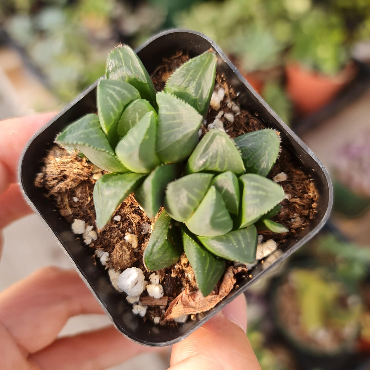 [Series] Haworthia Succulents – 2" Pots (12 Varieties)