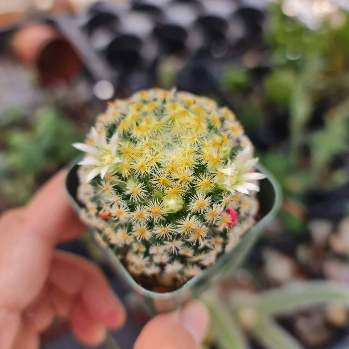 2"pot  cactus  Mammillaria Schiedeana