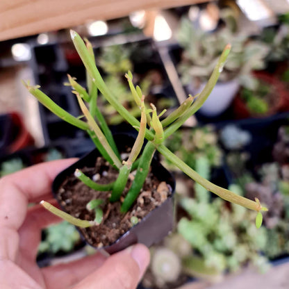 2"pot 4" pot Euphorbia Tirucalli "Sticks On Fire"