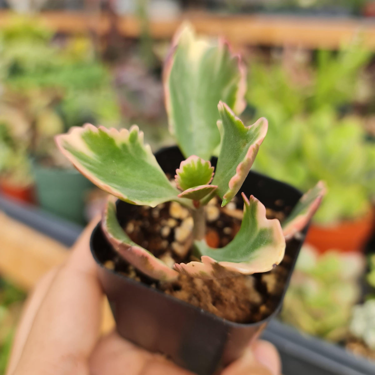 2” pot Kalanchoe Sexangularis Variegated