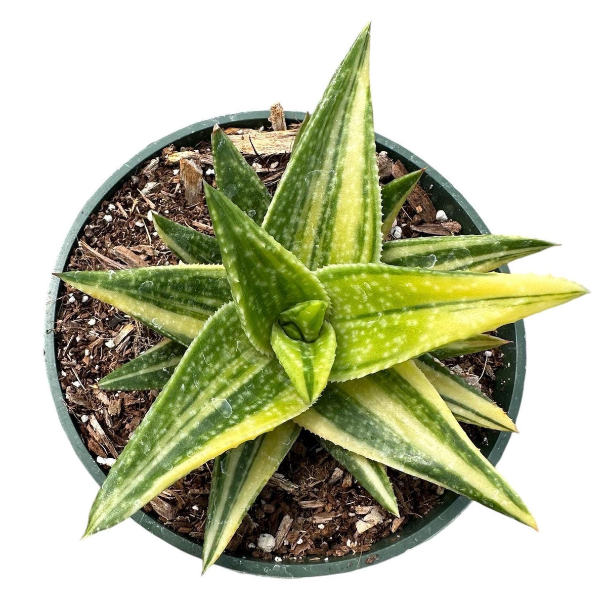 Rare 4" pot Gasteraloe 'Green Gold' Variegated