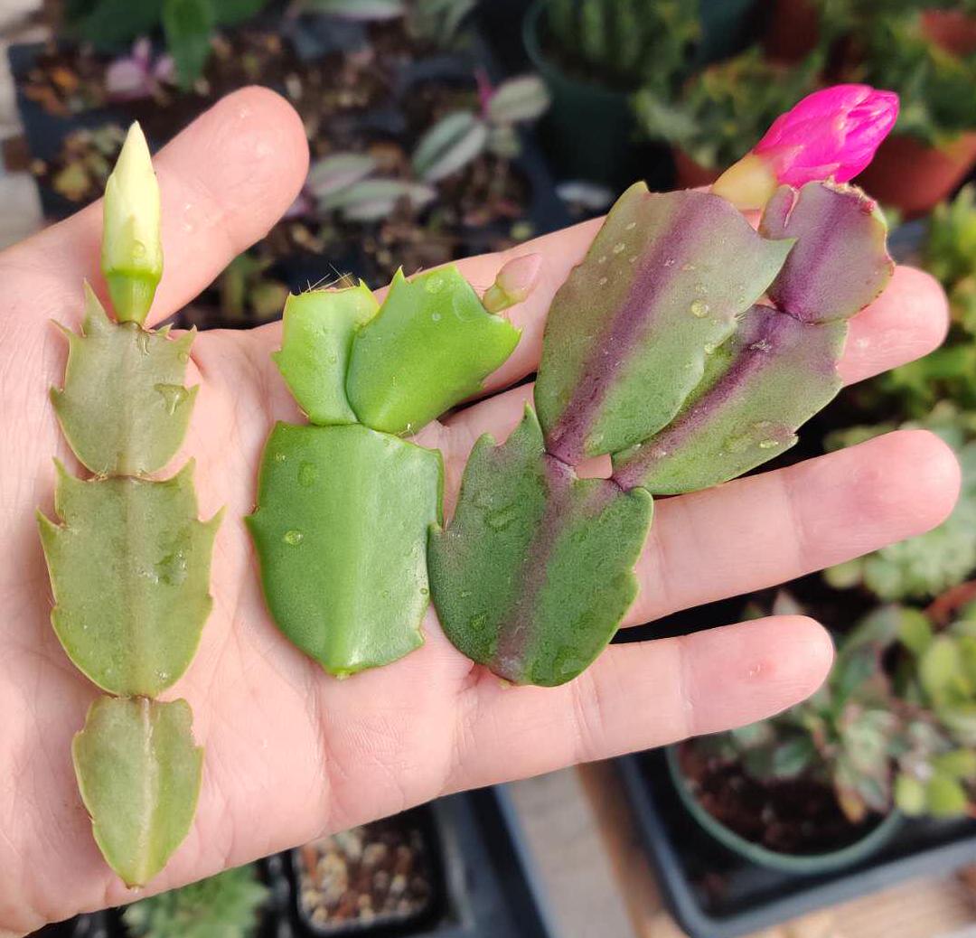 Collections Unrooted Leaf cuttings Thanksgiving cactus