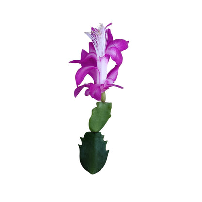 Unrooted Leaf cuttings Thanksgiving cactus