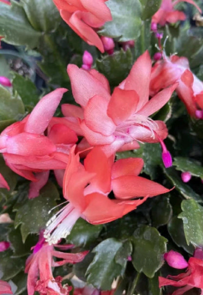 Unrooted Leaf cuttings Thanksgiving cactus