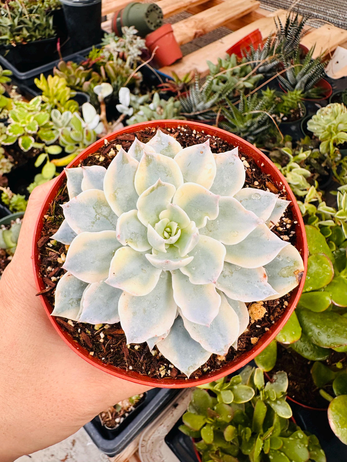 4"pot rooted Rare live plants One head Echeveria Subsessilis variegated