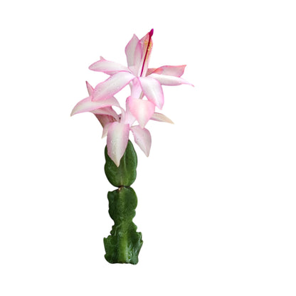 Unrooted Leaf cuttings Thanksgiving cactus