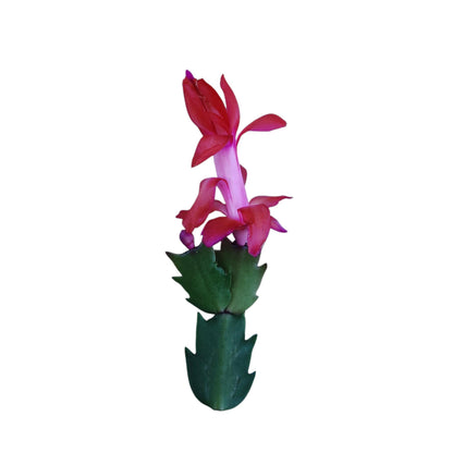 Unrooted Leaf cuttings Thanksgiving cactus