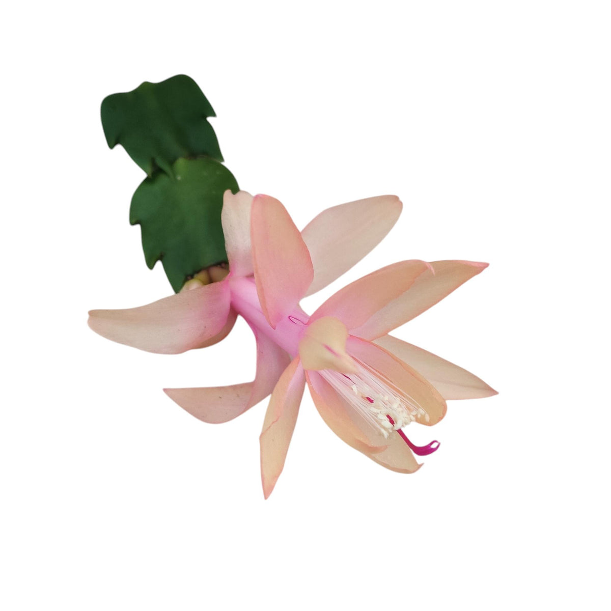 Unrooted Leaf cuttings Thanksgiving cactus