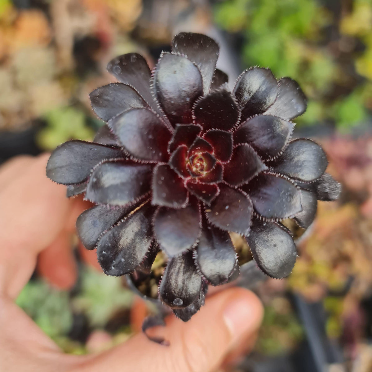 2"pot Aeonium Blackrose