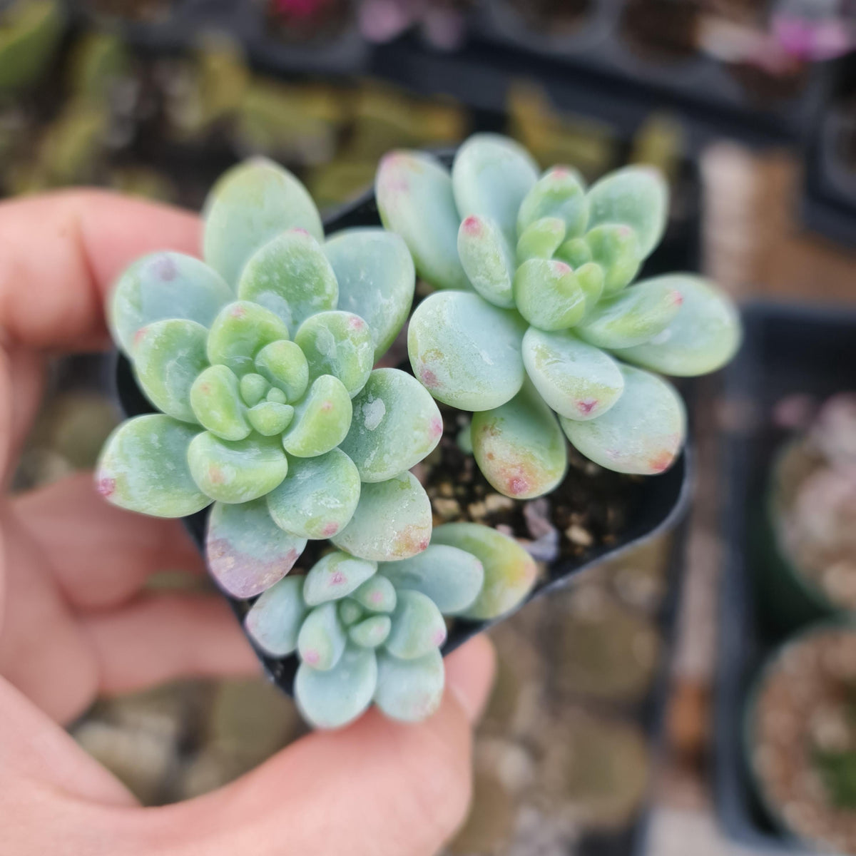 2”pot Succulent Plants Sedum Clavatum