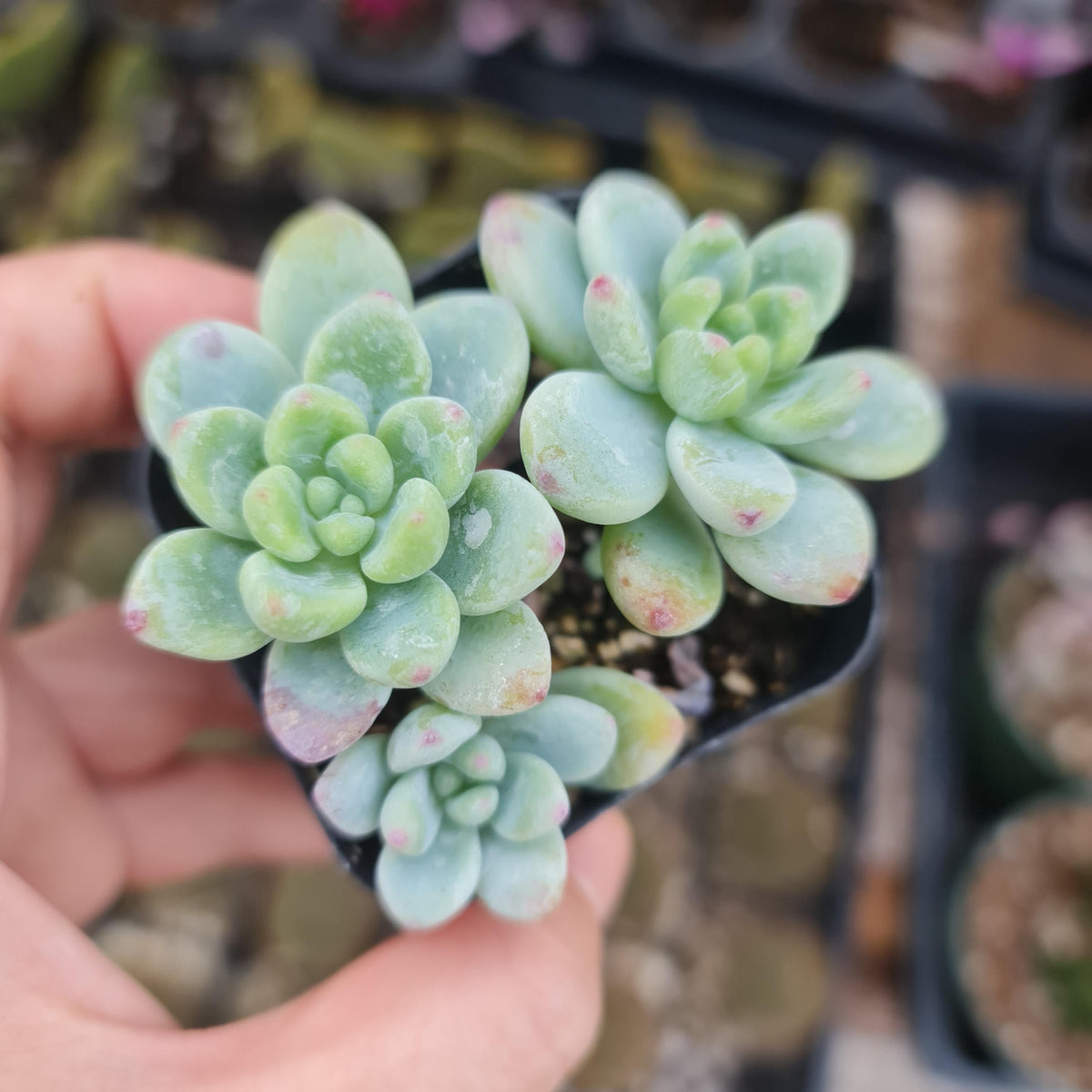 [Series] Sedum Succulents – 2" Pots (8 Varieties)